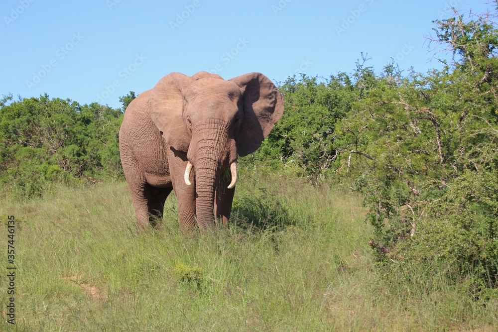 Obraz premium Portrait of a walking Elephant in the Addo Elephant National Park, near Port Elizabeth. South Africa, Africa.