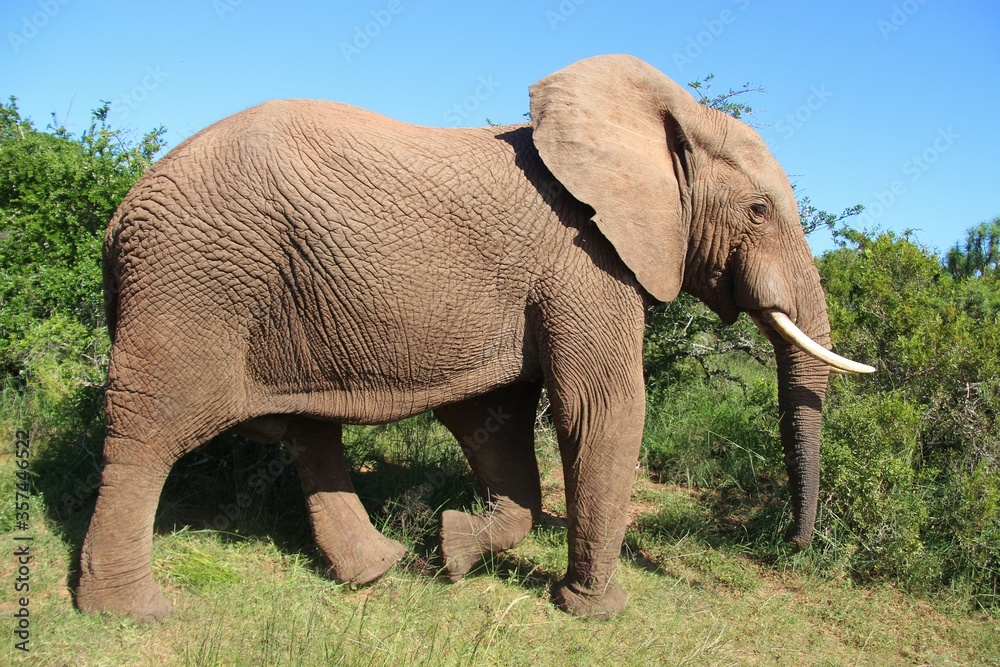 Fototapeta premium Portrait of a walking Elephant in the Addo Elephant National Park, near Port Elizabeth. South Africa, Africa.