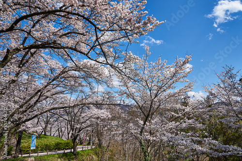 山梨県　大法師公園の桜
 photo