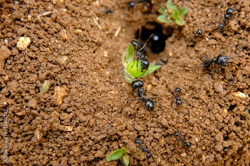 anthill in the meadow with ants at work