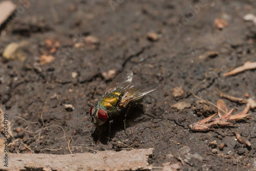 Photograph of a fly standing in the garden illuminated by the rays of the sun
