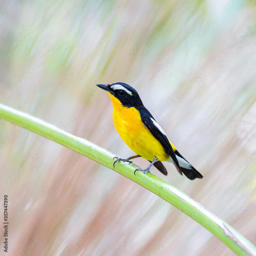 Obraz premium ycatcher, Korean flycatcher or tricolor flycatcher (Ficedula zanthopygia)