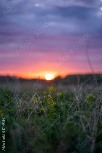 sunrise bokeh in the field