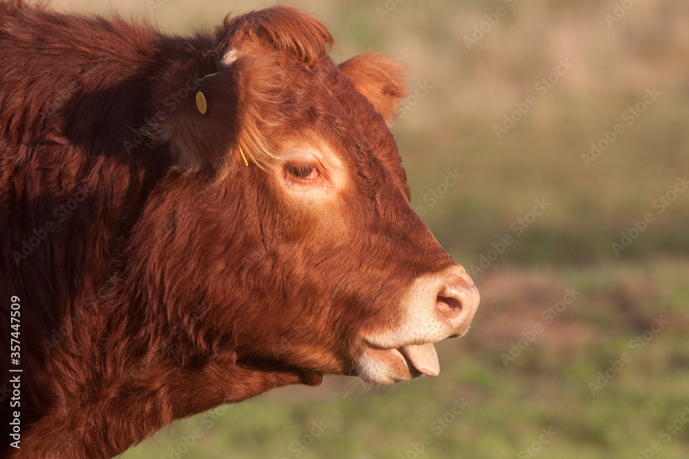 cow on a pasture cow on a pasture