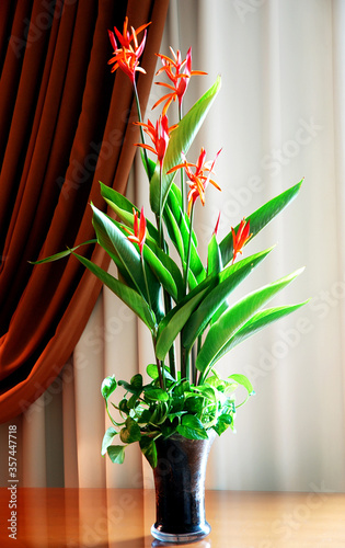 flowers heliconia in vase