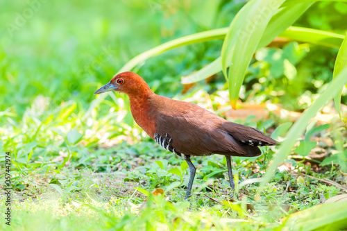 The slaty-legged crake or banded crake (Rallina eurizonoides) is a waterbird in the rail and crake family, Rallidae.

