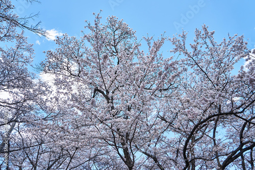 山梨県　大法師公園の桜
 photo