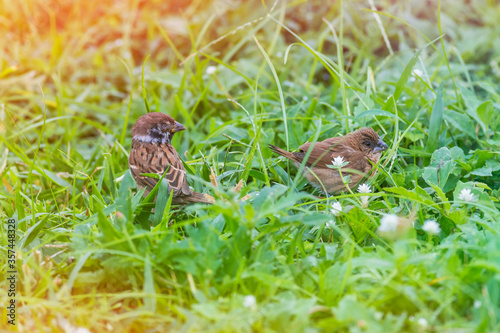 Scaly-breasted Munia and Sparrow on the grass.