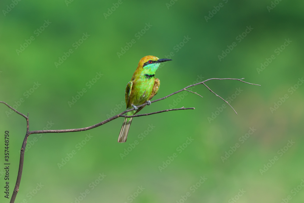 Fototapeta premium Blue-tailed bee-eater bird on the branch