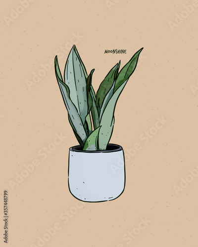 Sansevieria moonshine plant, hand draw sketch vector.