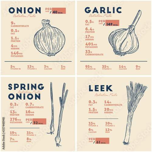 Nutrition facts of onion, garlic, spring onion and leek. Bulbs vegetable, hand draw sketch vector
