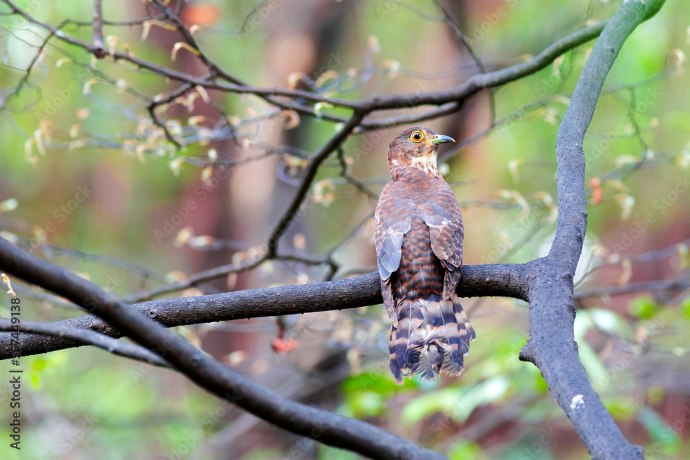 Hodgson's hawk-cuckoo (Hierococcyx nisicolor) Hodgson's hawk-cuckoo (Hierococcyx nisicolor)