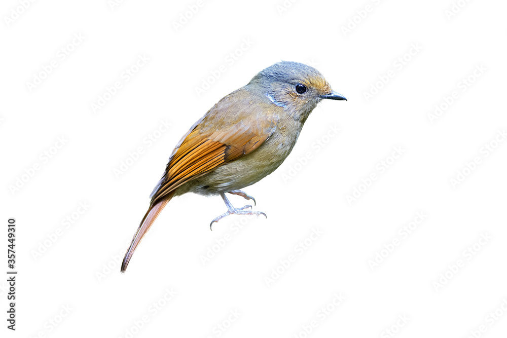 Female of large niltava (Niltava grandis) isolate on white Female of large niltava (Niltava grandis) isolate on white