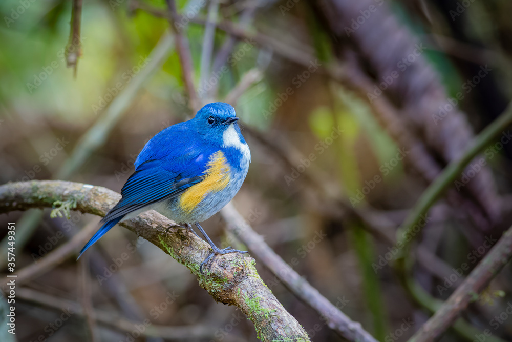 Red-flanked Bluetail, Orange-flanked Bush Robin, Bluestart Red-flanked Bluetail, Orange-flanked Bush Robin, Bluestart