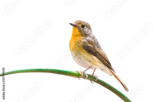 female of Muscicapa ferruginea (Ferruginous Flycatcher) isolate on white 