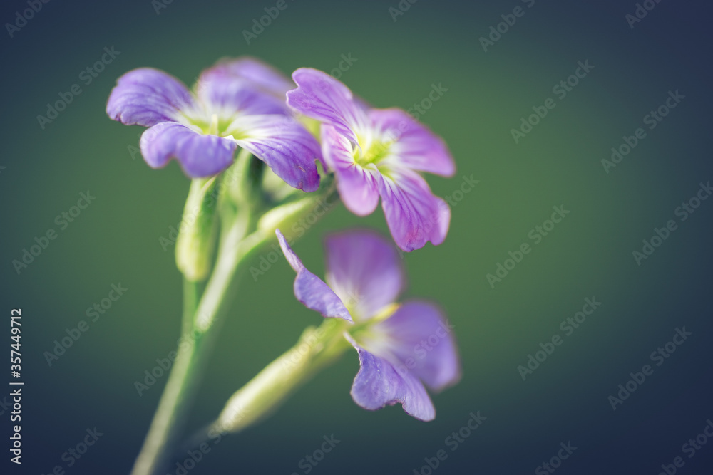 macro view of bouquet of little purple flowers (iberis). selective focus.. green background for postcards macro view of bouquet of little purple flowers (iberis). selective focus.. green background for postcards