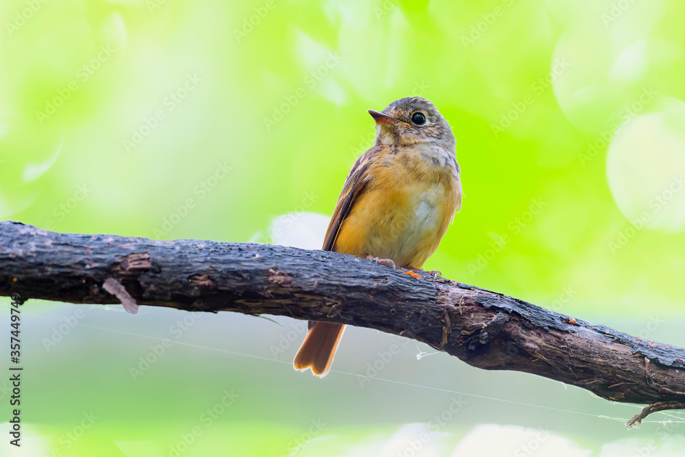 Fototapeta premium The ferruginous flycatcher (Muscicapa ferruginea) is a species of bird in the family Muscicapidae.