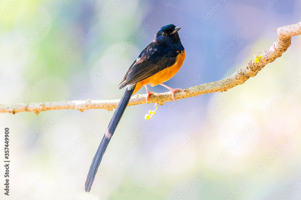 The white-rumped shama (Copsychus malabaricus) is a small passerine bird of the family Muscicapidae. The white-rumped shama (Copsychus malabaricus) is a small passerine bird of the family Muscicapidae.