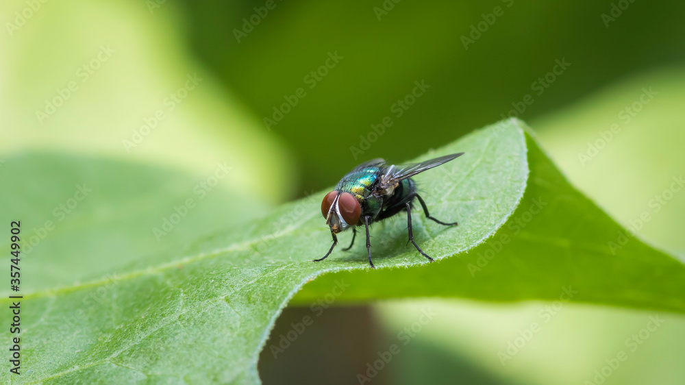 Green bottle fly on a leaf macro photograph Green bottle fly on a leaf macro photograph