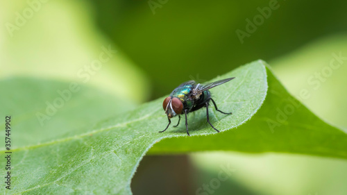 Green bottle fly on a leaf macro photograph