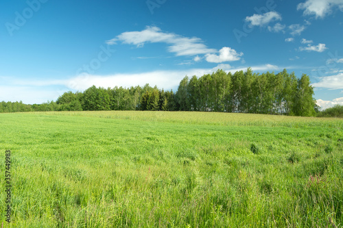 Summer view of the green meadow in front of the forest