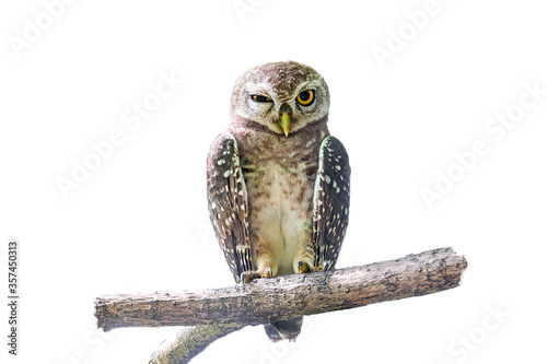 The spotted owlet (Athene brama) isolate on white