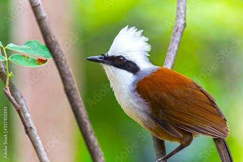 The white-crested laughingthrush (Garrulax leucolophus) is a member of the family Leiothrichidae.