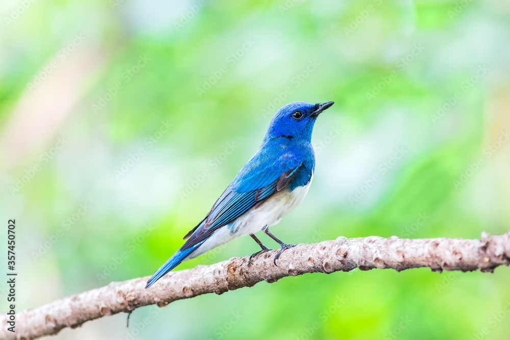 Zappey's flycatcher (Cyanoptila cumatilis)