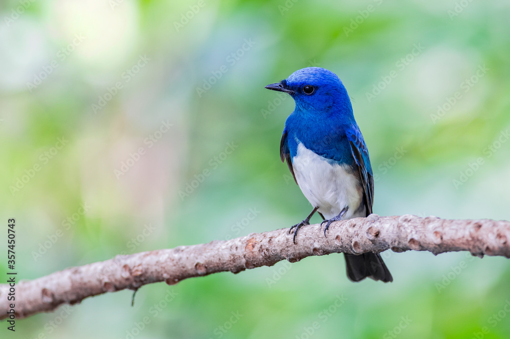 Zappey's flycatcher (Cyanoptila cumatilis)