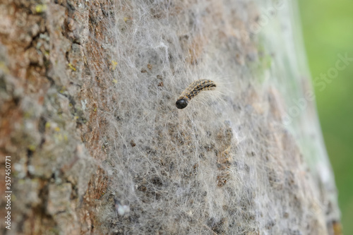 oak processionary close up with nest and urticating hairs in the background  photo