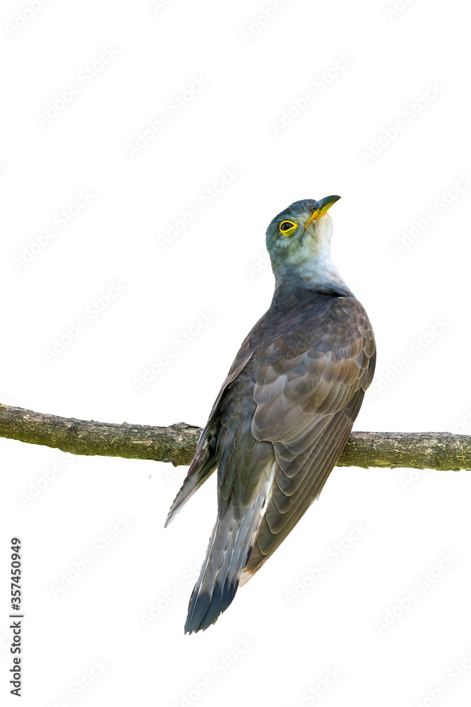 Indian cuckoo (Cuculus micropterus) on white background.
Indian cuckoo (Cuculus micropterus) on white background.