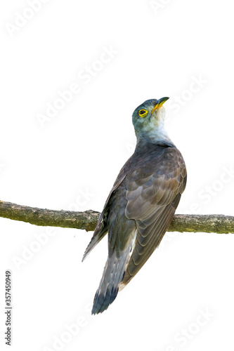 Indian cuckoo (Cuculus micropterus) on white background.

