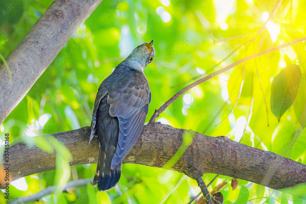 The Indian cuckoo (Cuculus micropterus) is a member of the cuckoo order of birds The Indian cuckoo (Cuculus micropterus) is a member of the cuckoo order of birds