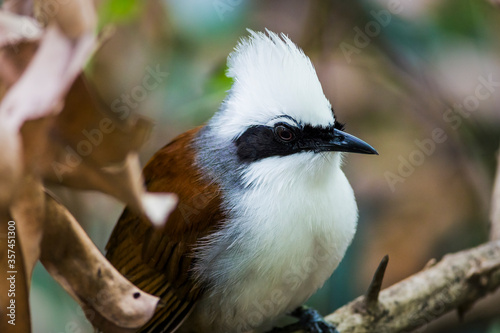 The white-crested laughingthrush (Garrulax leucolophus) is a member of the family Leiothrichidae. photo