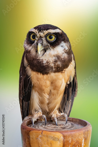 spectacled owl (Pulsatrix perspicillata)