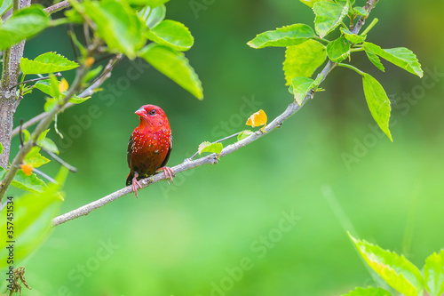The red avadavat (Amandava amandava), red munia or strawberry finch, is a sparrow-sized bird of the family Estrildidae.