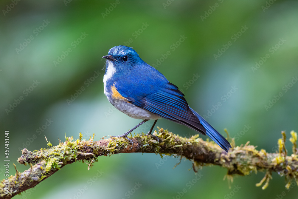 Male of Himalayan Bluetail or Orange-Flanked Bush Robin (Tarsiger rufilatus) Male of Himalayan Bluetail or Orange-Flanked Bush Robin (Tarsiger rufilatus)