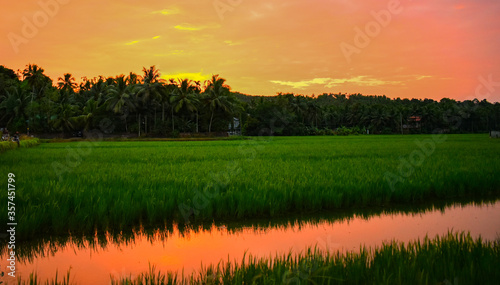 Beautiful Rice field at Sunset