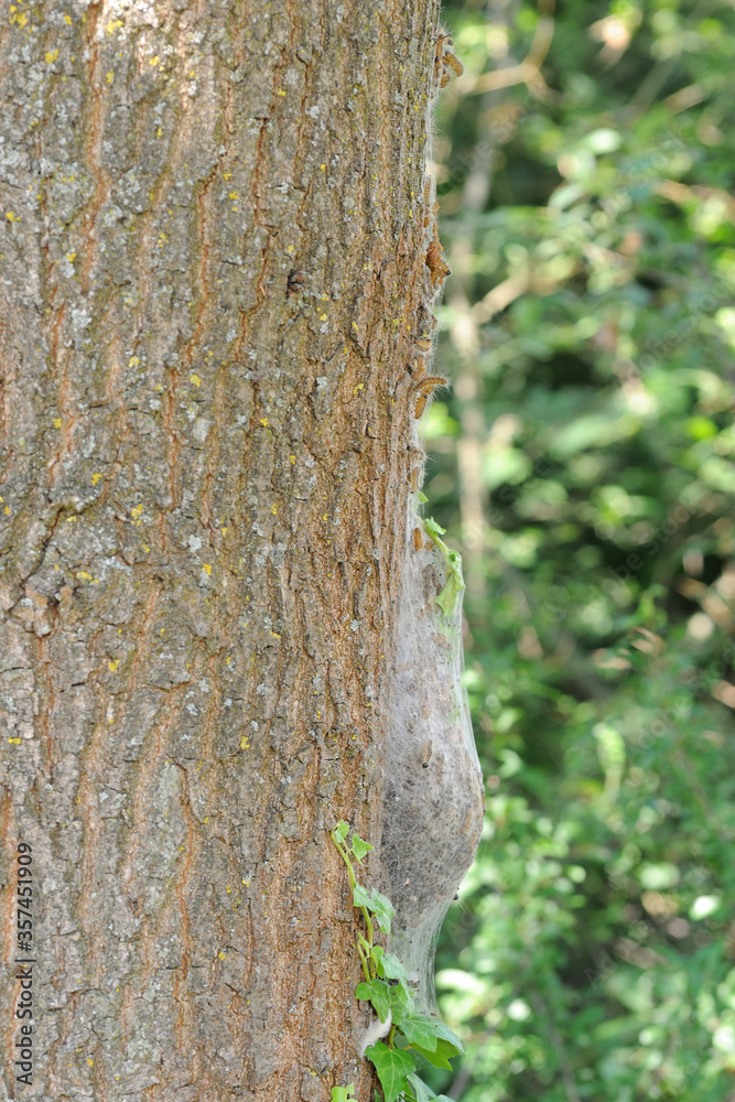 Obraz premium oak processionary nest at oak with pupated caterpillars