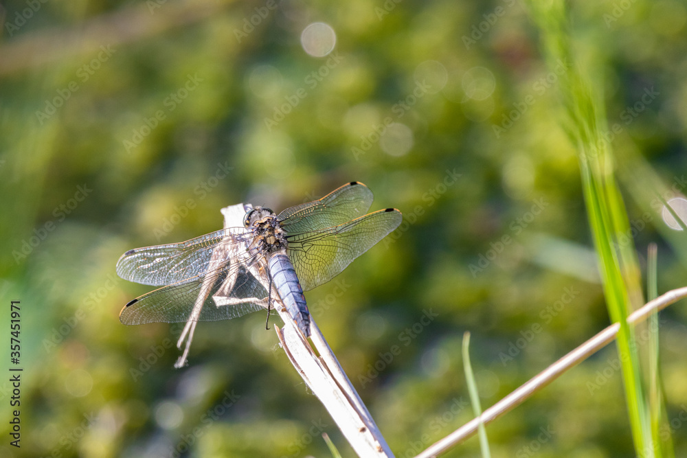 Dragonfly on a green background at sunset Dragonfly on a green background at sunset