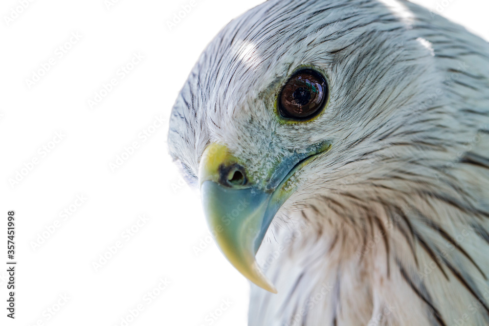 Naklejka premium Portrait of the falcon on a white background.