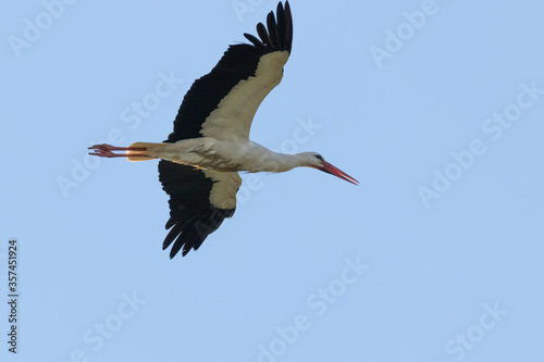 White stork flying in the sky