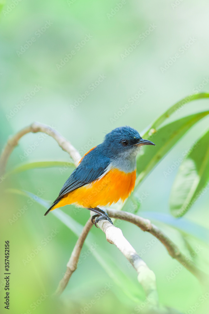 The orange-bellied flowerpecker (Dicaeum trigonostigma) is a species of bird in the family Dicaeidae.