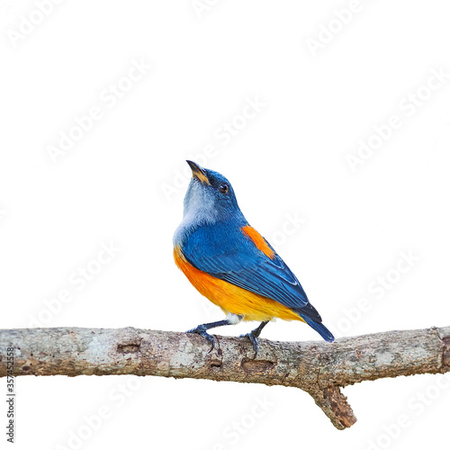 Dicaeum trigonostigma ( Orange-bellied Flowerpecker) photo