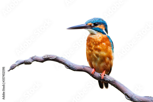 The common kingfisher (Alcedo atthis) isolate on white