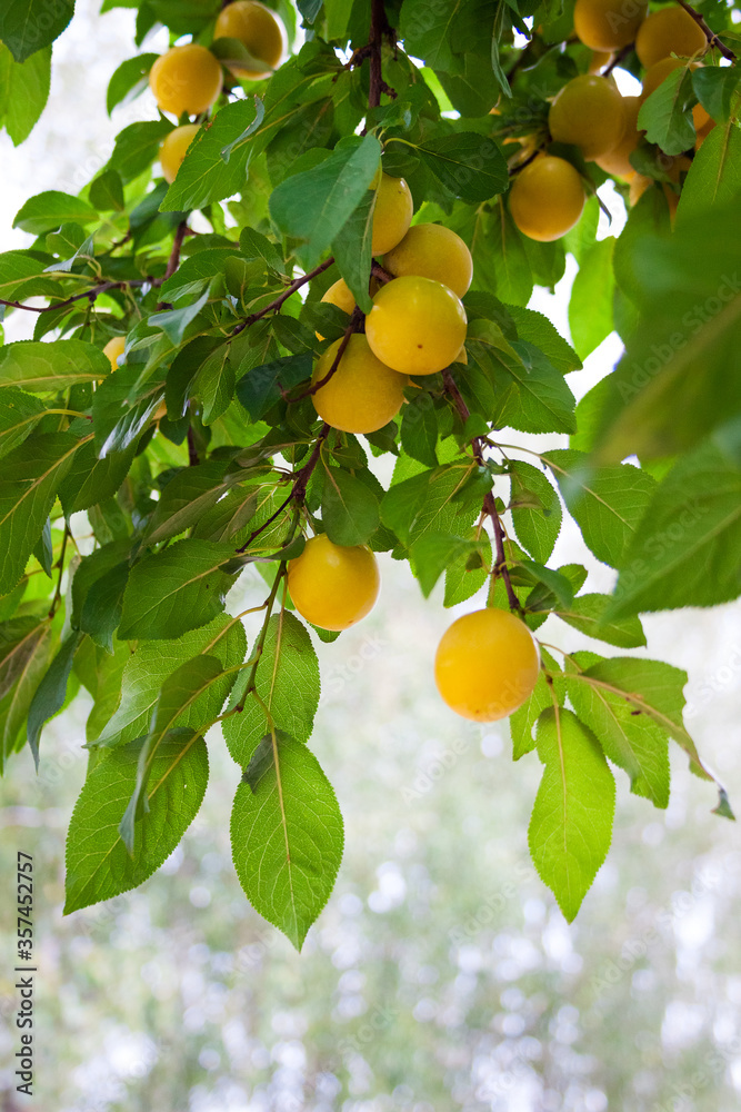 The branches of cherry-plum are densely strewn with yellow fruits in the orchard
