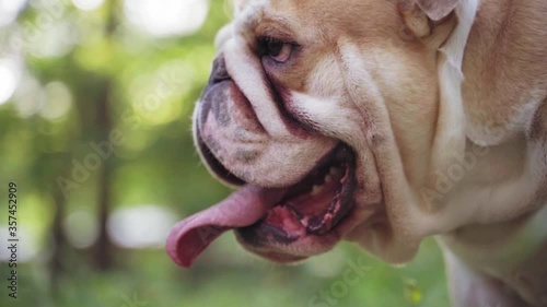Funny cute english bulldog walks in the park. Slow motion