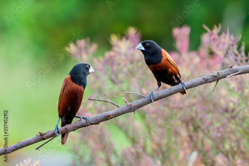 The chestnut munia (Lonchura atricapilla), formerly considered as a subspecies of the tricolored munia, is also known as black-headed munia.It is a small passerine bird. © tanoochai