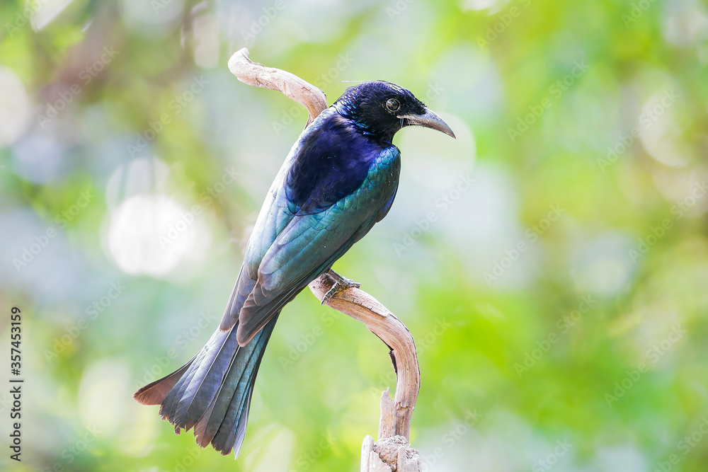 Hair-crested Drongo ( Dicrurus hottentottus ) Hair-crested Drongo ( Dicrurus hottentottus )