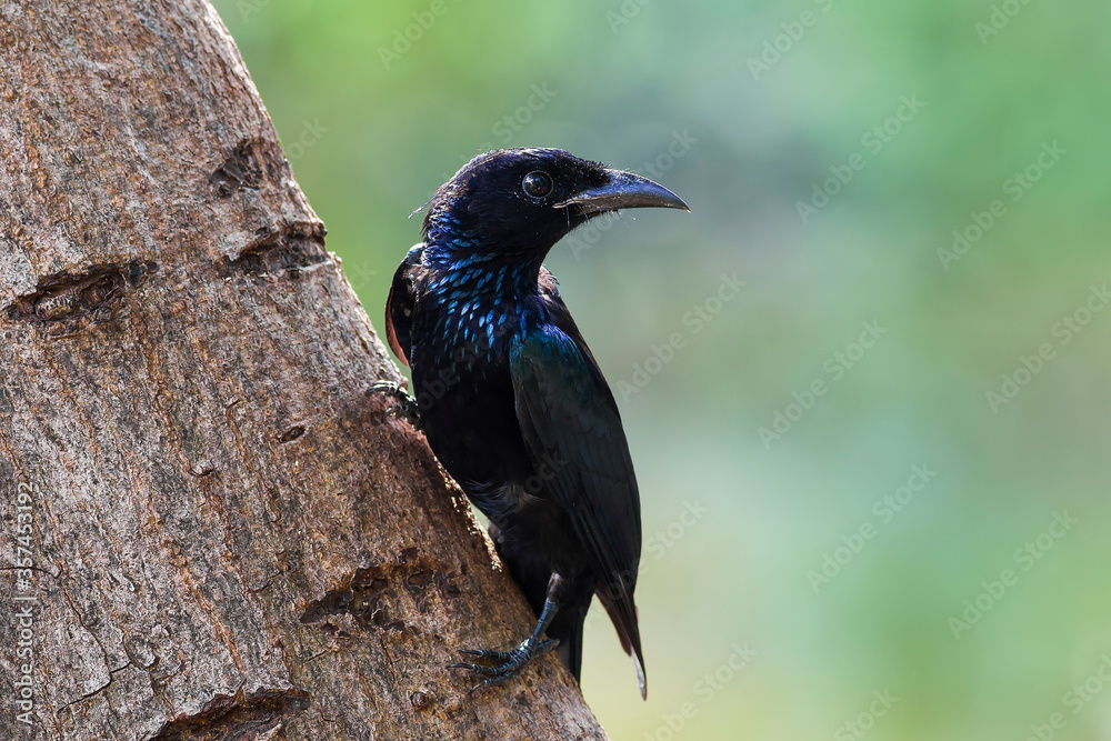 Fototapeta premium Hair-crested Drongo ( Dicrurus hottentottus )